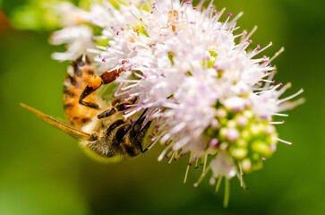 Close up of a bee on a flower