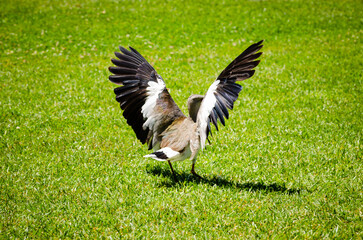 Black and white bird with open wings