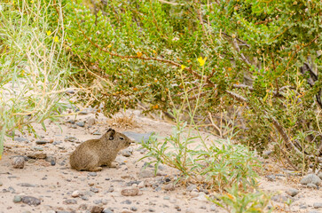 prairie dog eating grass