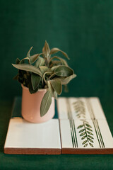 Medicine herb. Sage leaves in pink mug isolated on green background.