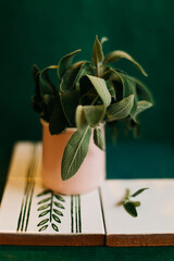 Medicine herb. Sage leaves in pink mug isolated on green background.