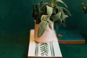 Medicine herb. Sage leaves in pink mug isolated on green background.