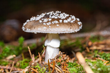 false blusher  or panter cap -  Amanita pantherina in close up view in natural habitat