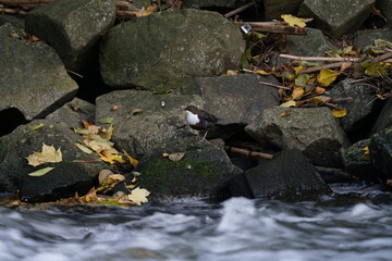 Waseramsel auf einem Stein sitzend am Ufer eines Flusses