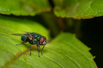 close-up view of a common greenbottle fly - Lucilia sericata 