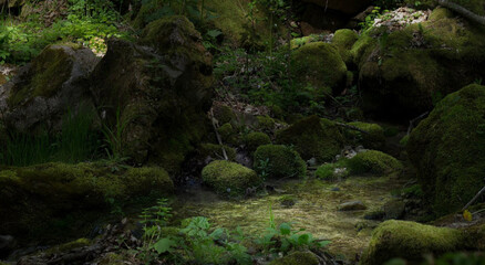 spring in the forest stream swamp as in a fairy tale greenery in the spring