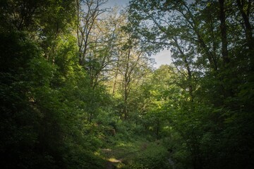 beautiful view in the woods as in a fairy tale of greenery in the spring tall trees