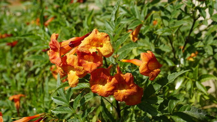 Campsis radicans also known as Trumpet creeper