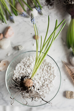 Flower seedling in glass pot on table