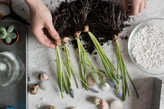Crop gardener with seedlings of flowers on table