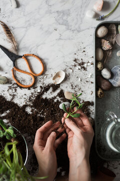 Crop gardener with plant seedling at table