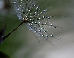 dandelion and a drop of water