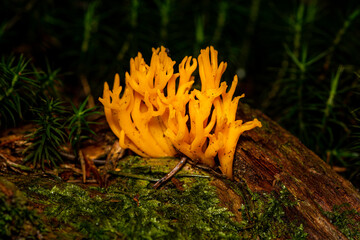 orange corall mushroom - yellow stagshorn - Calocera viscosa. Close-up view in natural environment.