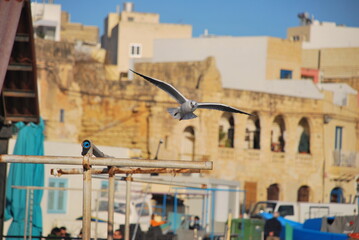 Flying seagull © M. Grąbczewski