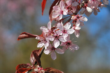 Pink flowers