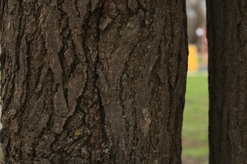 tree bark texture