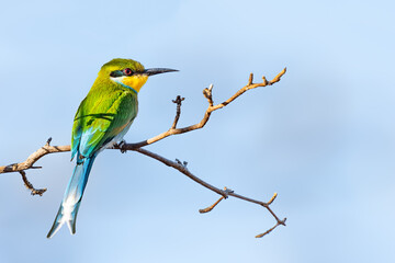 Swallow-tailed bee-eater (Merops hirundineus) perched on acacia tree, Okavango delta, Botswana