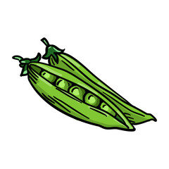 Vector illustration, green pea isolated on white background.