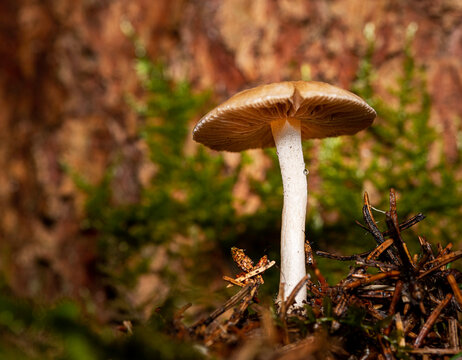Deer mushroom Pluteus cervinus with a brown cap and white stem growing on a mossy forest floor