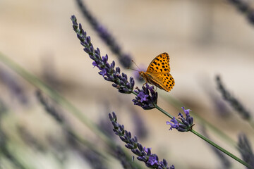 brauner getupfter Schmetterling auf lila Lavendelblüten zweig sitzend