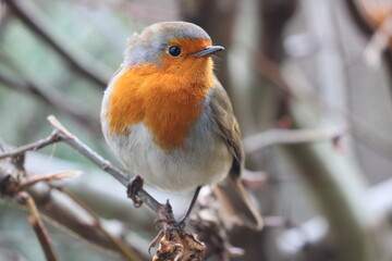 Close up image of a Robin Red Breast perched on a Twig. County Durham, England, UK.