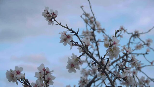 flor de almendro