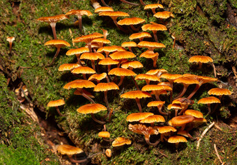 a group of small orange mushrooms on moss - changeable pholiota - Kuehneromyces mutabilis