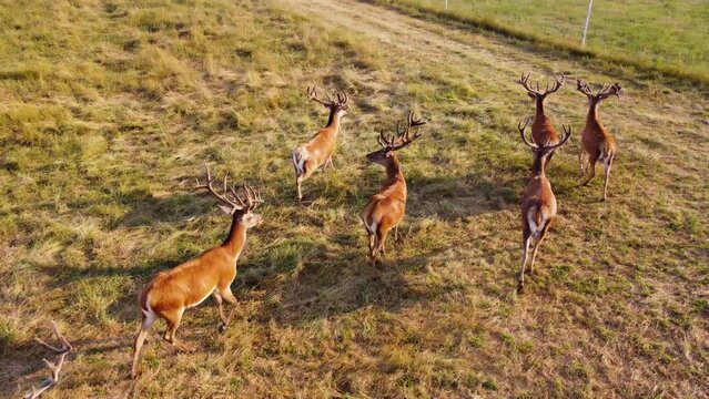 Nature, Deers in National Park, Wild animals Aerial view, Wildlife from above
