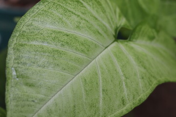 close-up Caladium syngorium leaf
