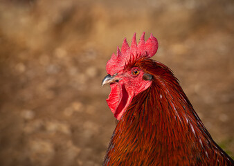 a proud colorfull rooster