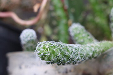 close-up of a cactus
