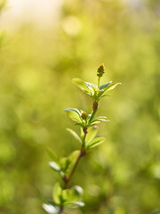 A branch with green  leaves.