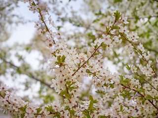 Blooming cherry plum in the garden.