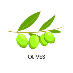 Olive Tree Branch White Background Natural Healthy Icon Illustration Design Vector