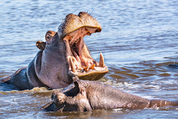 Angry hippopotamus (Hippopotamus amphibius), hippo with a wide open mouth displaying dominance, Okavango delta, Botswana  - obrazy, fototapety, plakaty