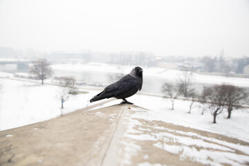 Crow
