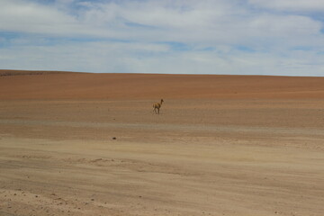 Deserto do Atacama paisagens texturas cores flamingos