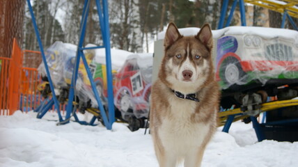 sled dog in snow