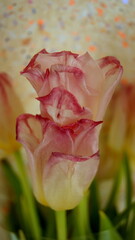 red and yellow tulip