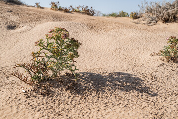 Stacheldolde auf Sanddüne in Mittagssonne