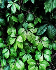 green leaves background