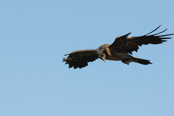 bearded vulture in the Aragonese Pyrenees in Huesca. Spain