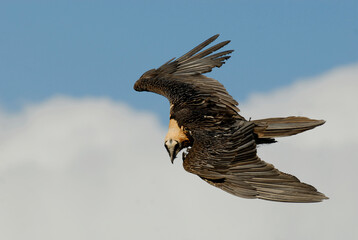 bearded vulture in the Aragonese Pyrenees in Huesca. Spain