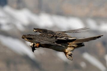 bearded vulture in the Aragonese Pyrenees in Huesca. Spain