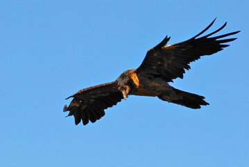 bearded vulture in the Aragonese Pyrenees in Huesca. Spain