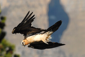 bearded vulture in the Aragonese Pyrenees in Huesca. Spain
