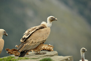 Buitres con la carroña