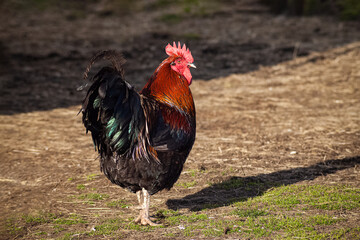 a proud colorfull rooster