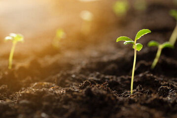 Green sprout growing from the ground, new or start up concept. Shoots from seeds in the soil against the backdrop of sunrise
