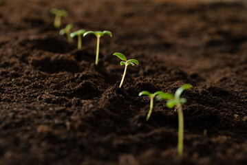 Small green sprouts in the ground. Seedlings for transplanting into fertile soil for organic...
